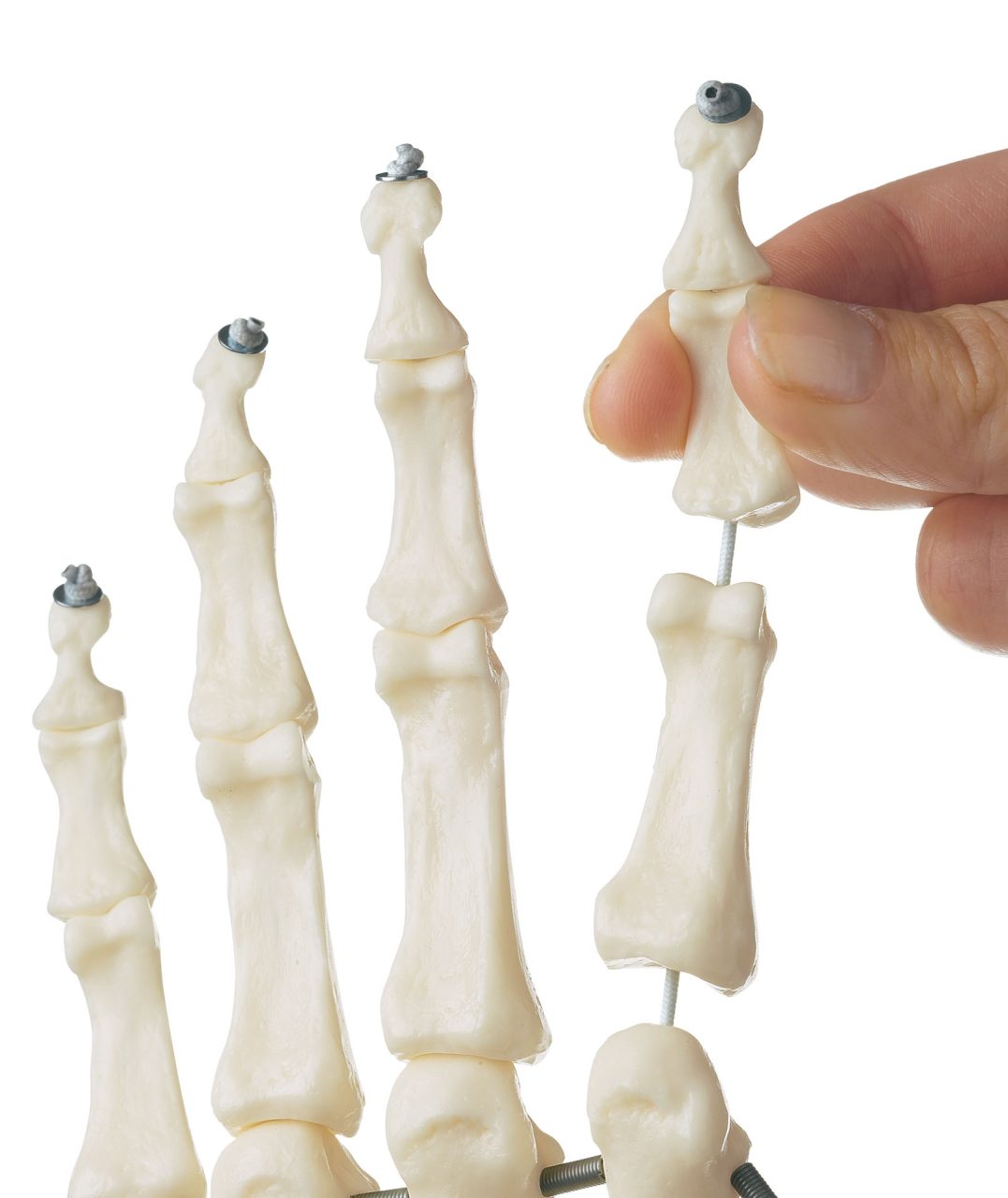 Skeleton of the Hand With Base of Forearm (Flexible Mounting)