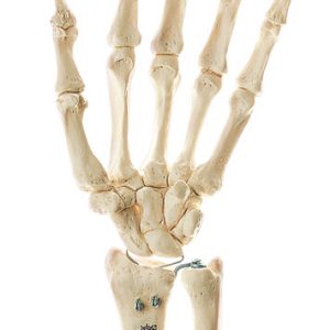 Skeleton of the Hand, Right (Movable Joints)