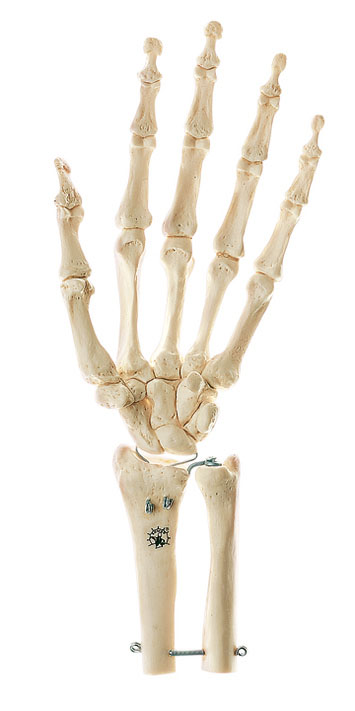 Skeleton of the Hand, Right (Movable Joints)