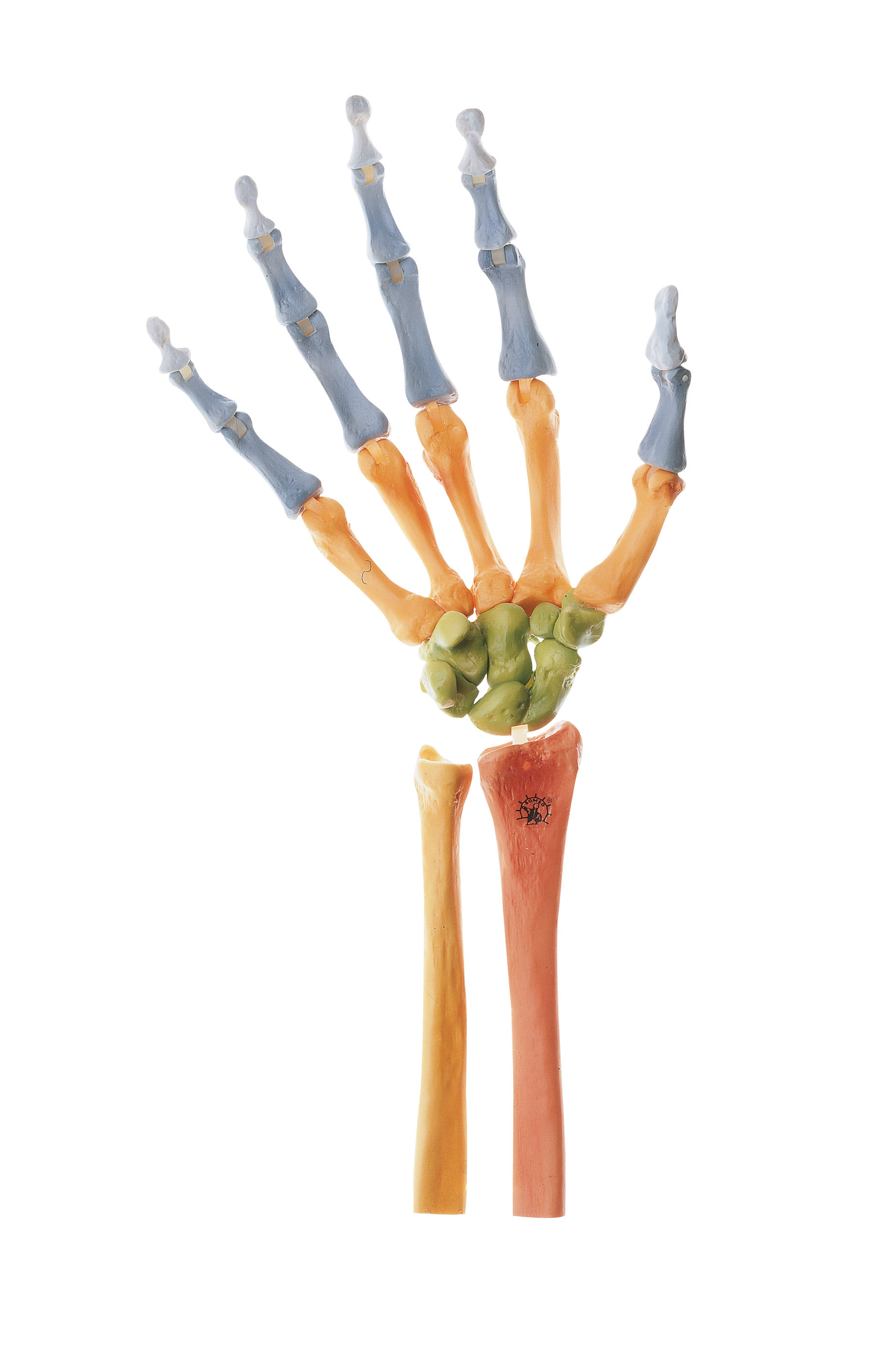 Skeleton of the Hand, Right (Movable Joint Mechanism and Coloured)