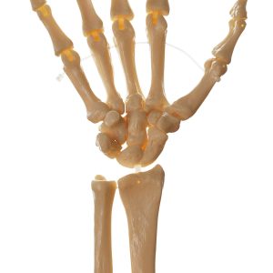 Skeleton of the Hand, Right (Rigid)