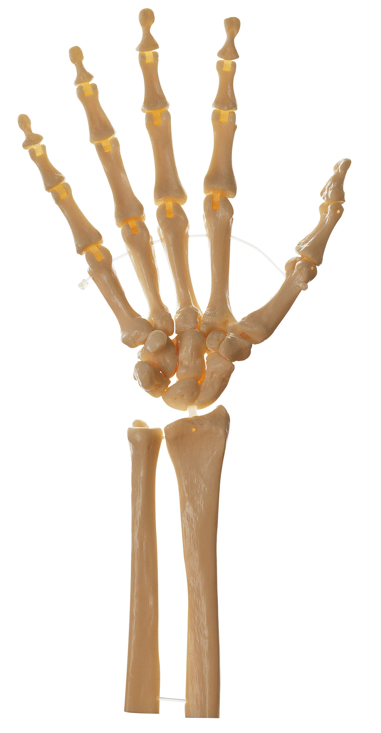 Skeleton of the Hand, Right (Rigid)