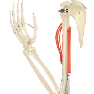 Movements of Muscles in the Upper Arm