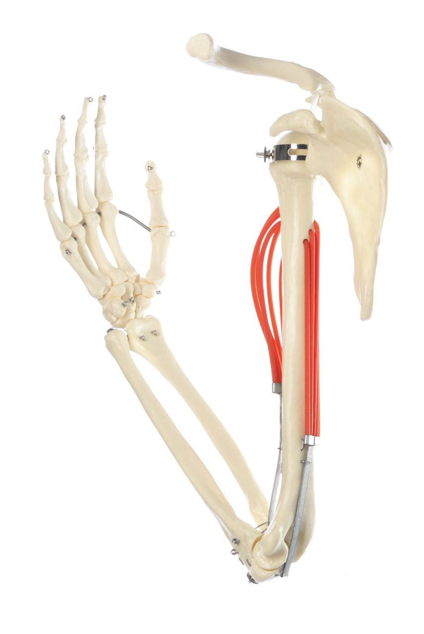 Movements of Muscles in the Upper Arm