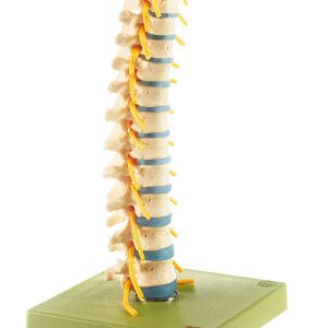 Thoracic Vertebral Column