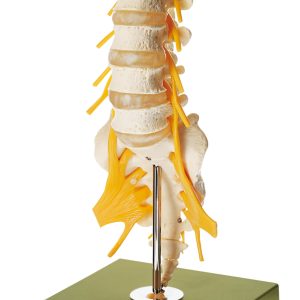Lumbar Vertebral Column