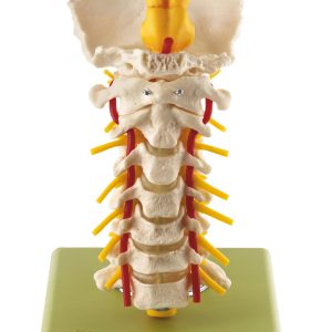 Cervical Vertebral Column