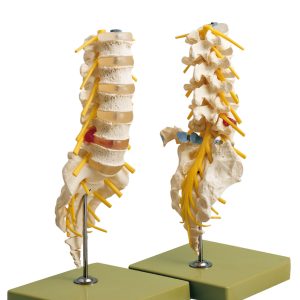 Lumbar Vertebral Column