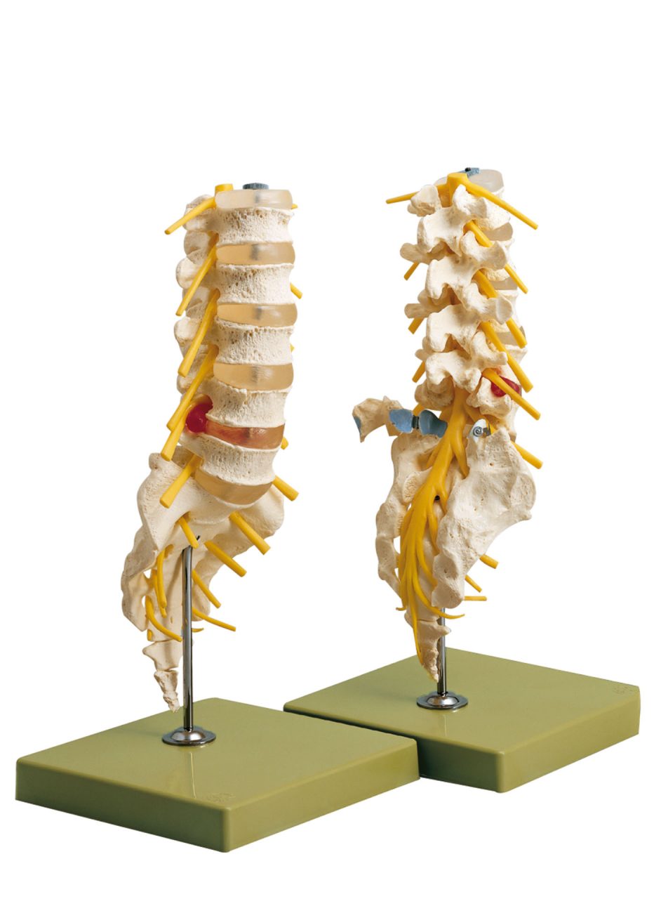 Lumbar Vertebral Column