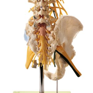 Lumbar Spinal Column - With Innervation