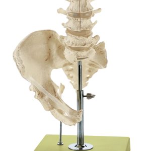 Lumbar Spinal Column - Without Innervation