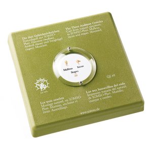 The Three Auditory Ossicles