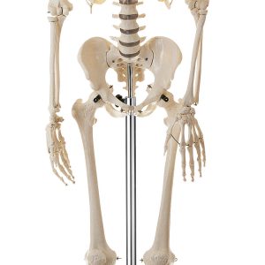 Artificial Human Skeleton - Male