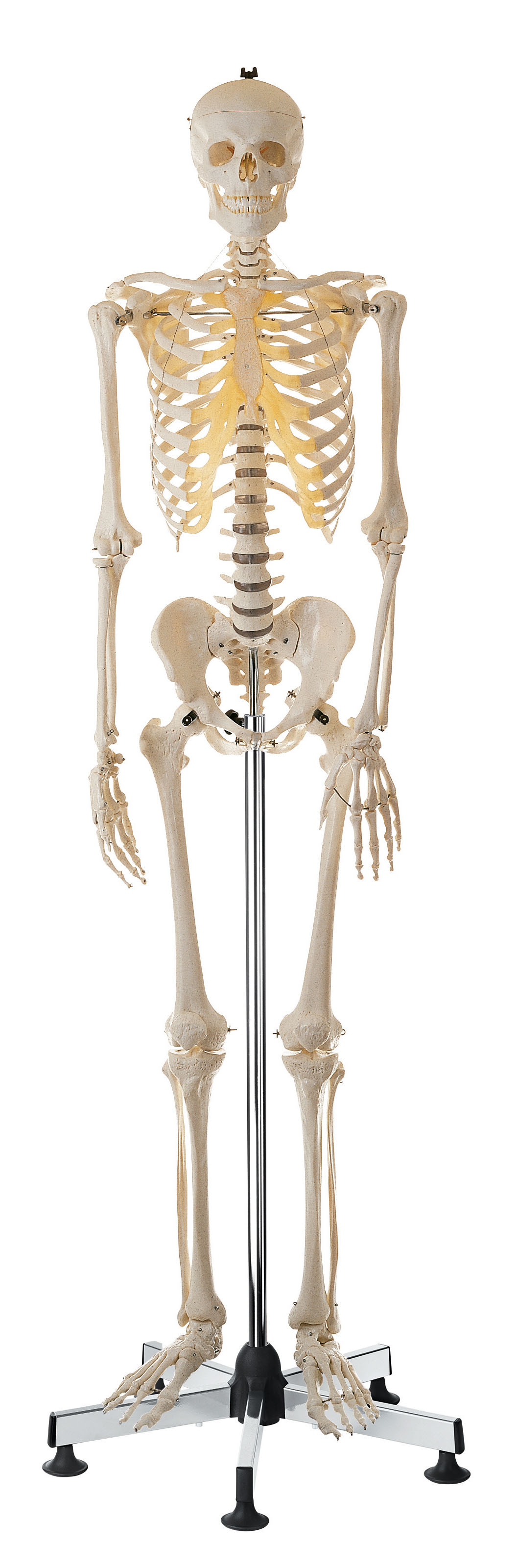 Artificial Human Skeleton – Male