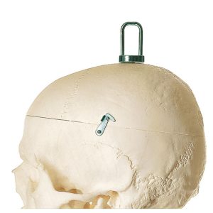 Artificial Human Skeleton - Male
