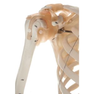 Artificial Human Skeleton - Male