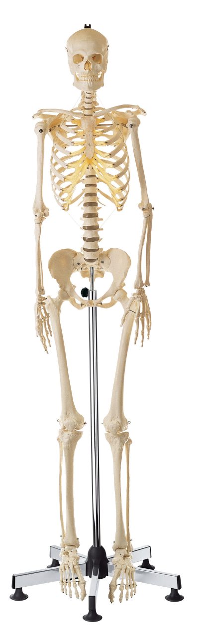 Artificial Human Skeleton With Stand - Female