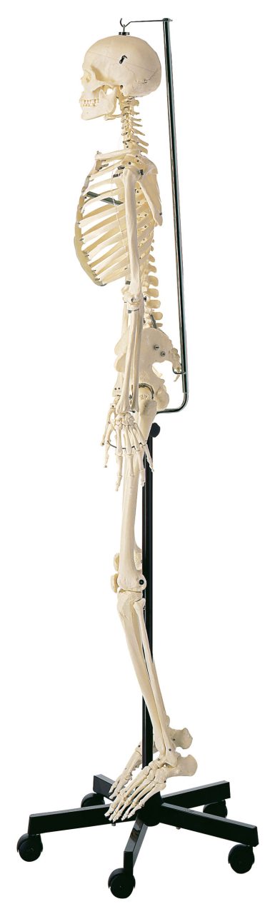 Artificial Human Skeleton - Female
