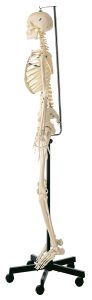 Artificial Human Skeleton - Female