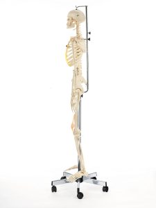 Artificial Human Skeleton - Female