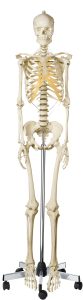 Artificial Human Skeleton, Female