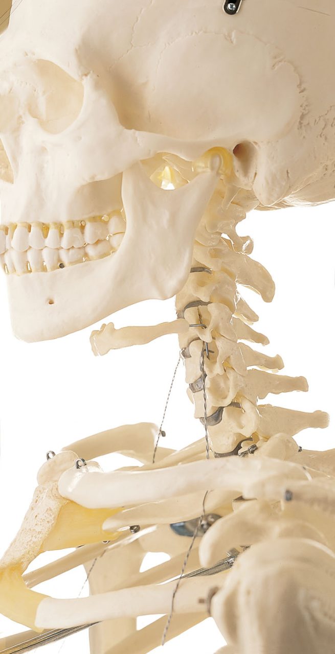 Artificial Human Skeleton, Female