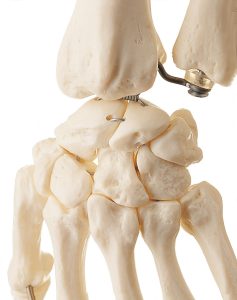 Artificial Human Skeleton, Female