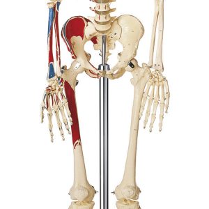Artificial Human Skeleton - Male