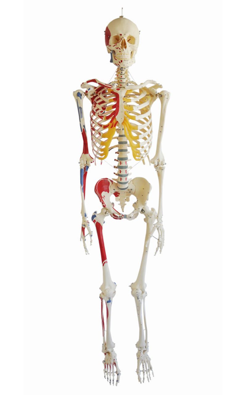 Artificial Human Skeleton - Male