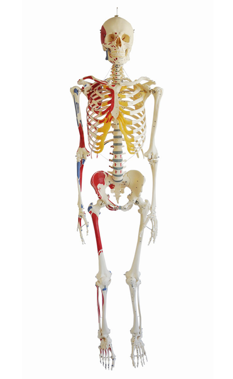 Artificial Human Skeleton – Male