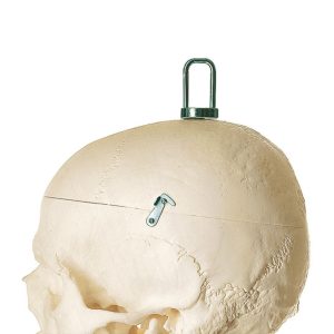 Artificial Human Skeleton - Male