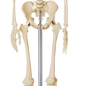 Artificial Human Skeleton - Male