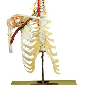Cervical Vertebral Column With Shoulder Girdle