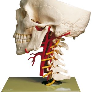 Artificial Base of Skull With Arteries