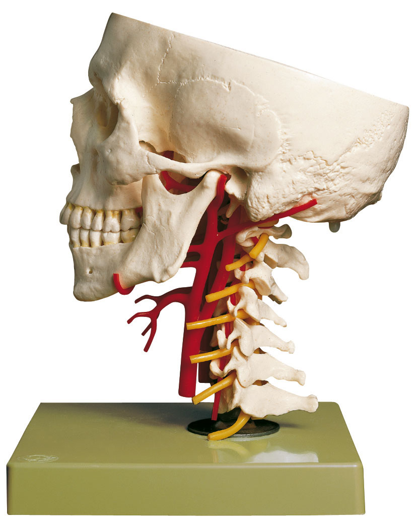 Artificial Base of Skull With Arteries