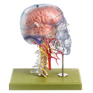 Neuroanatomy Head Model