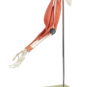 Movement of Muscles in the Upper Arm and Forearm