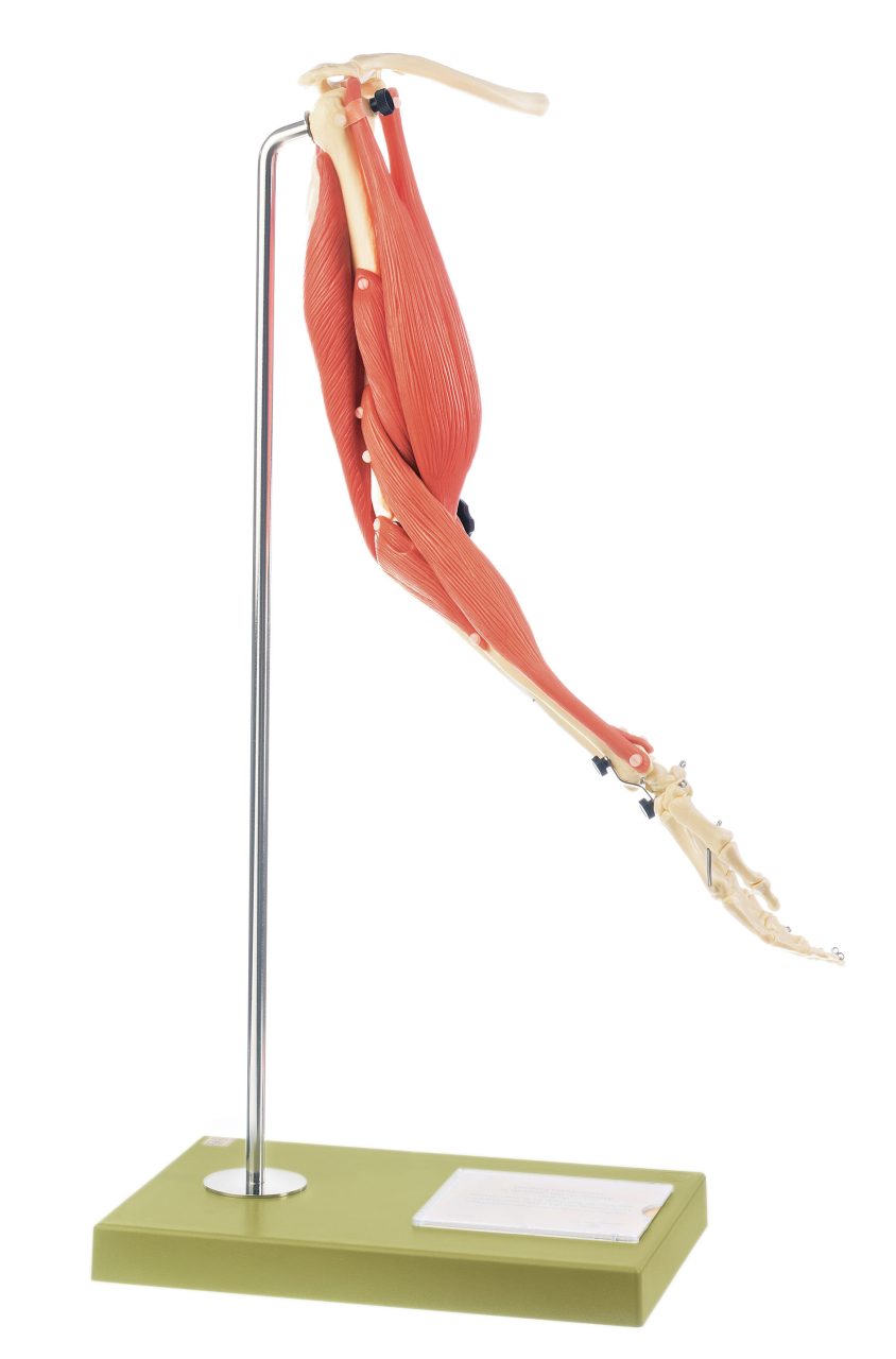 Movement of Muscles in the Upper Arm and Forearm