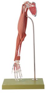 Demonstration Model of the Arm Muscles - 10 Parts