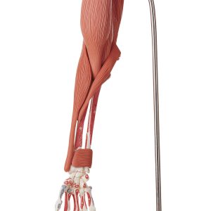 Demonstration Model of the Arm Muscles - 10 Parts