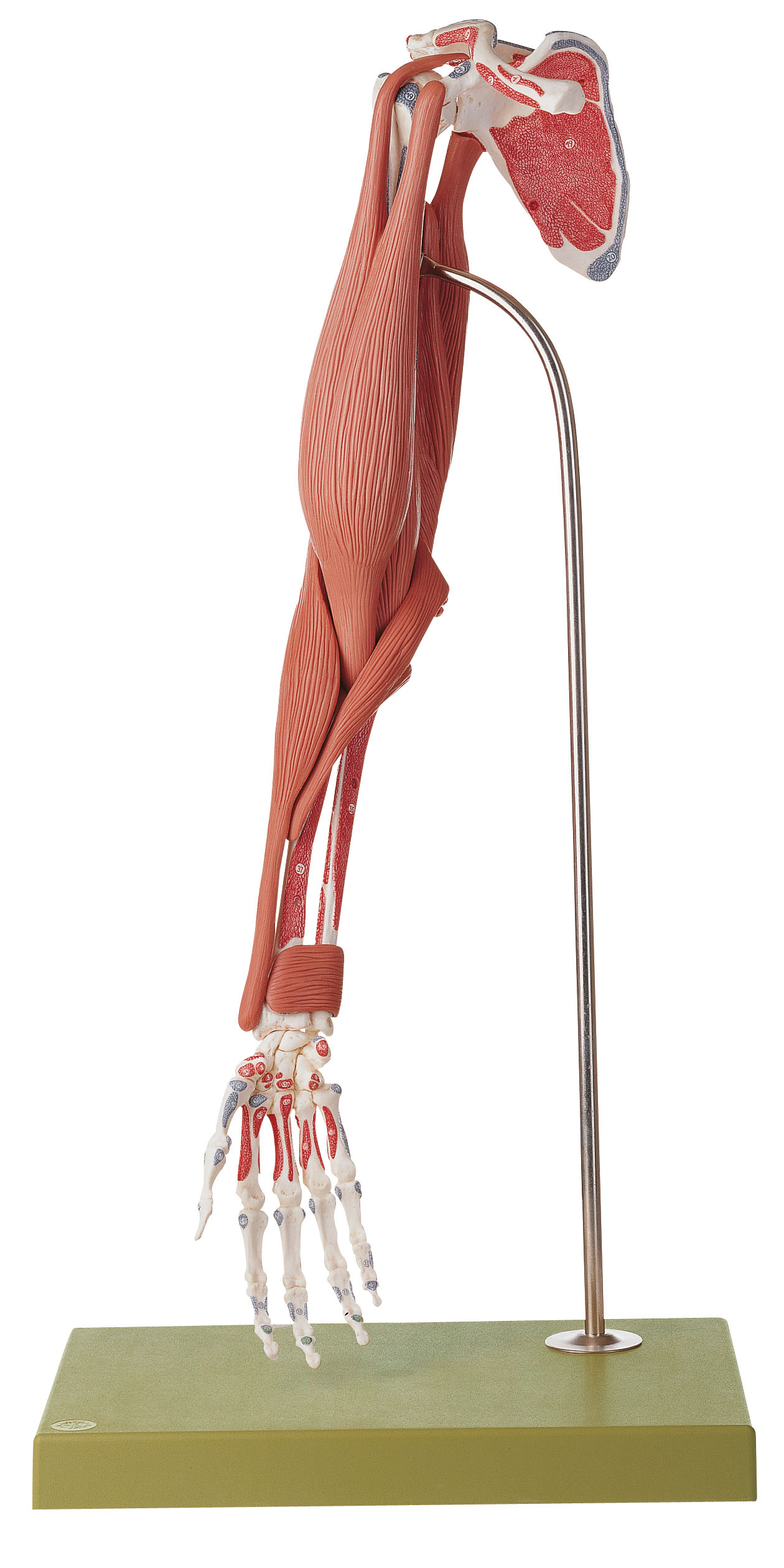 Demonstration Model of the Arm Muscles – 10 Parts