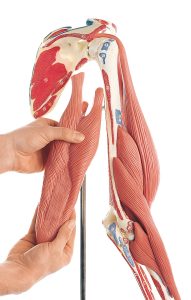Demonstration Model of the Arm Muscles - 10 Parts