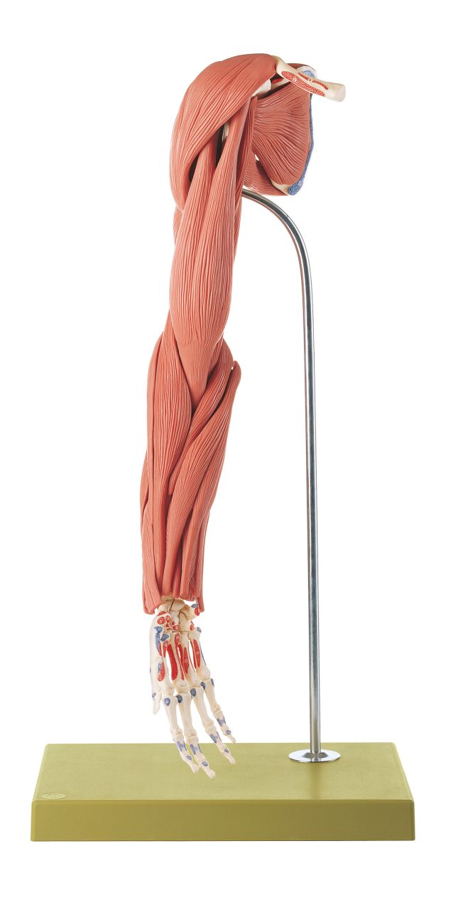 Model of the Arm Muscles - 24 Parts