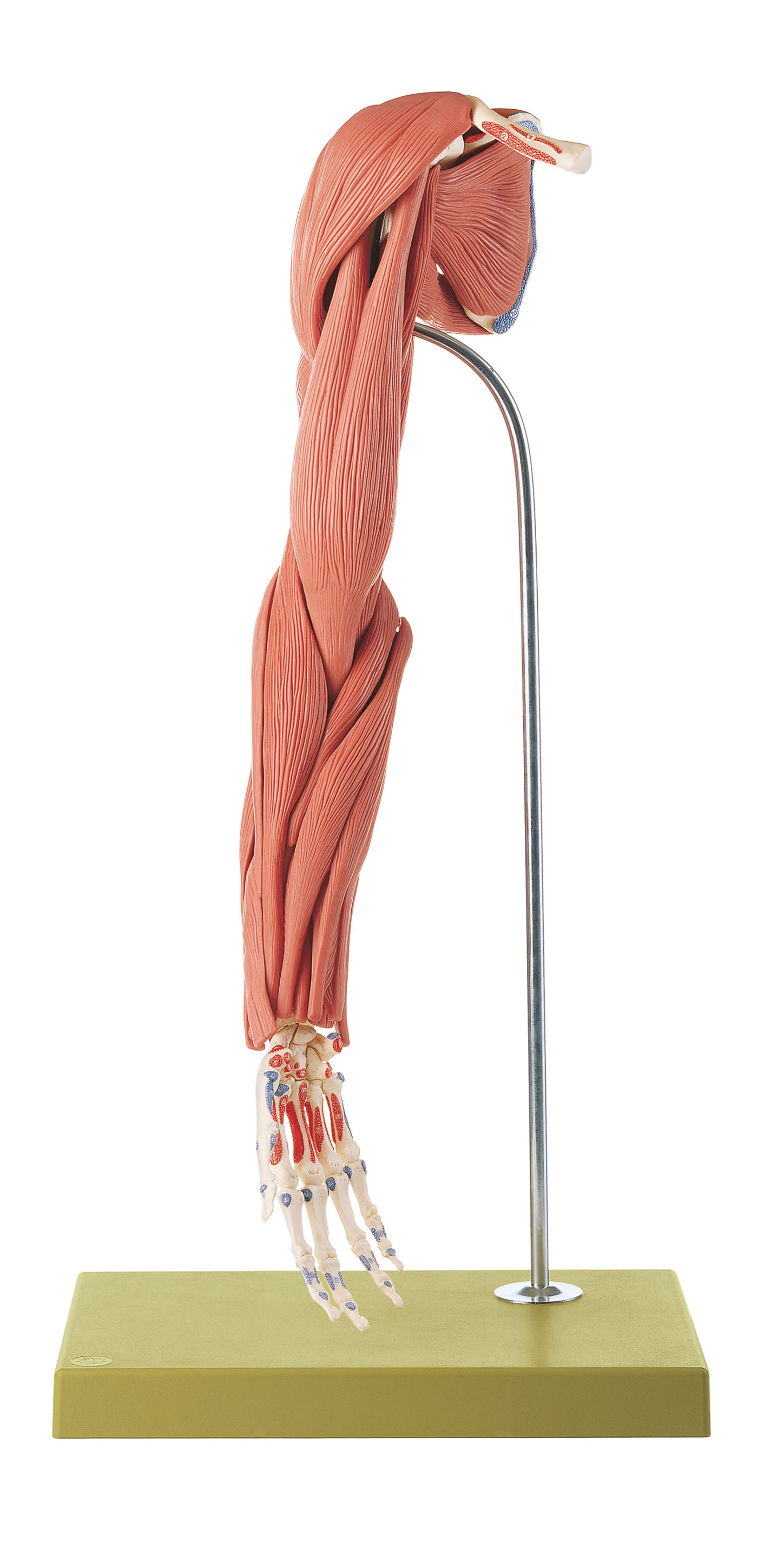 Model of the Arm Muscles – 24 Parts