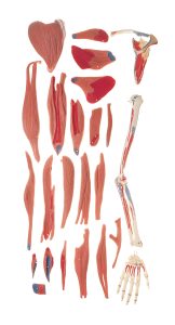 Model of the Arm Muscles - 24 Parts