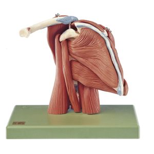 Demonstration Model of the Shoulder Muscles
