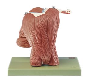 Demonstration Model of the Shoulder Muscles
