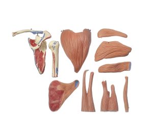 Demonstration Model of the Shoulder Muscles