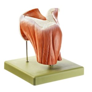 Model of the Shoulder Joint