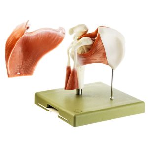 Model of the Shoulder Joint